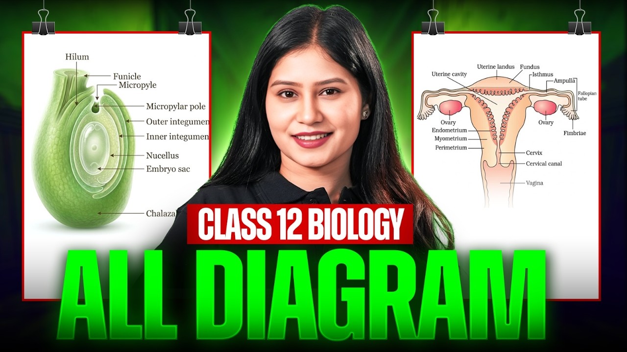 Class 12 Biology: All Important Diagrams🔥Score 70/70 in Boards🔥Don’t Miss! #class12 #infinitylearn