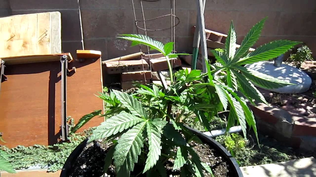 Northern Light Blue Og 18 and Trinity kush outdoor