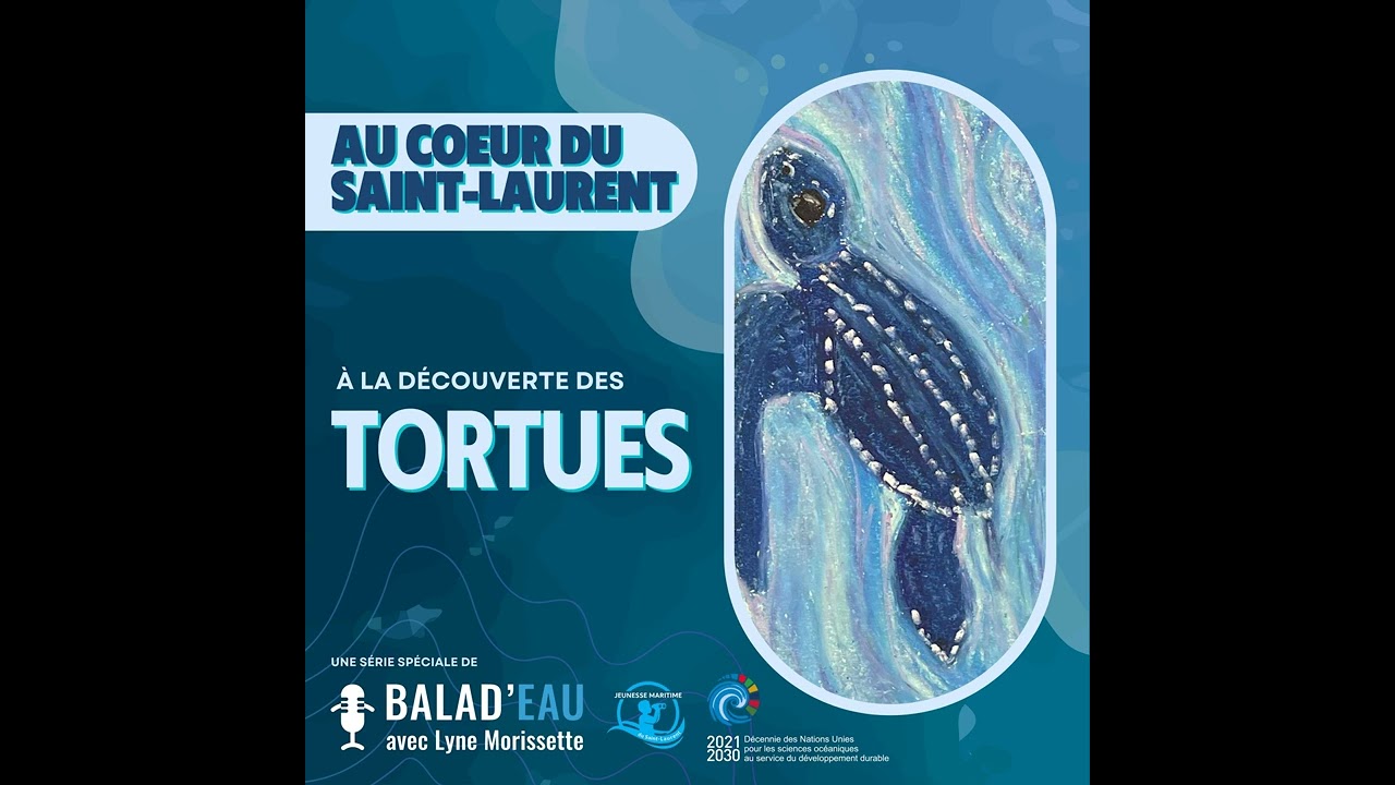 AU COEUR DU SAINT-LAURENT: à la découverte des TORTUES
