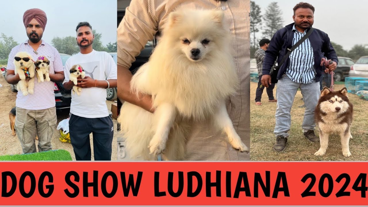 Ludhiana's LARGEST Dog Show Ever Hits the City in 2024! Dog Show Ludhiana 2024 Punjab
