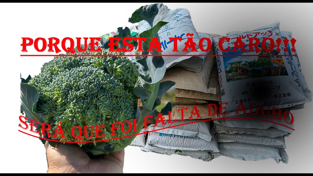 PORQUE AS VERDURAS FICARAM CARAS