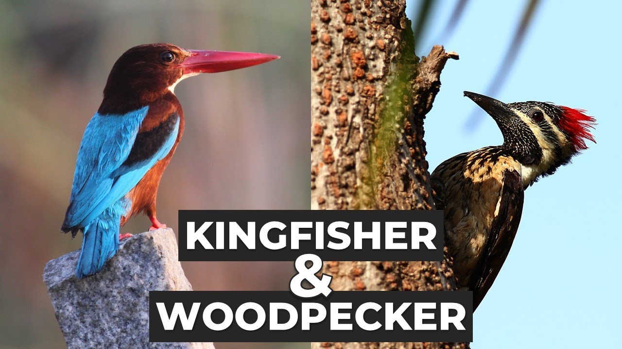 Neengalum Aagalaam Bird-watcher - Ep 8 - Kingfisher and Woodpecker