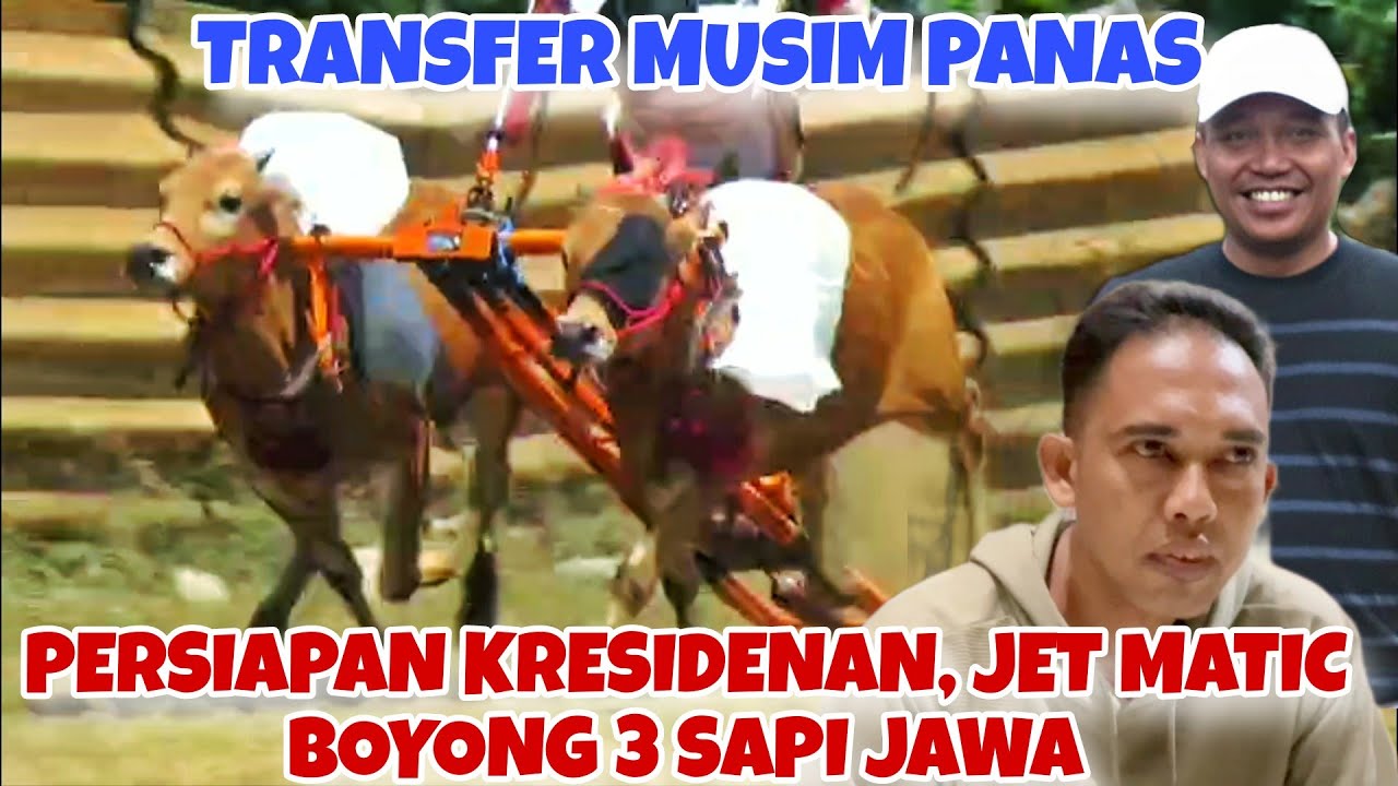 TRANSFER MUSIM PANAS, JET MATIC BOYONG 3 SAPI JAWA  || KABUPATENAN BAKAL MENURUNKAN 4 PASANG 🔥🔥