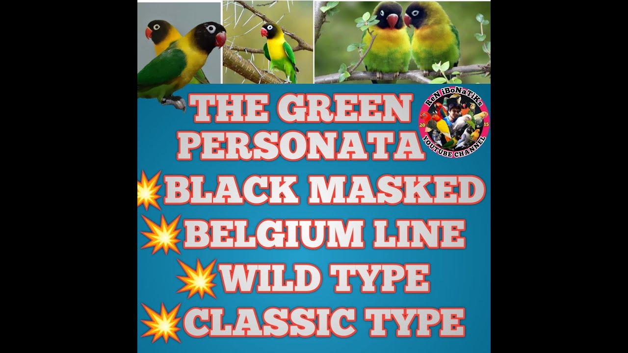 THE GREEN PERSONATA , BELGIUM LINE, WILDTYPE, CLASSIC LINE & PRICE UPDATES