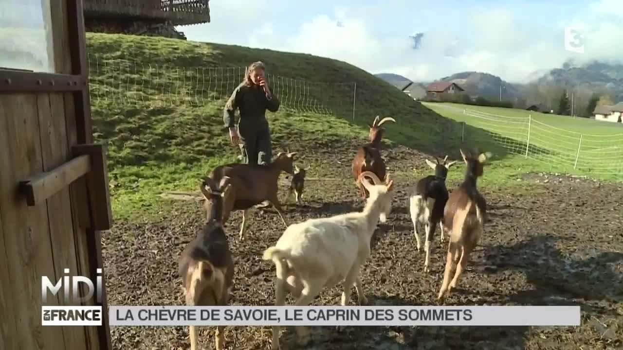 ANIMAUX : La chèvre de Savoie, le caprin des sommets