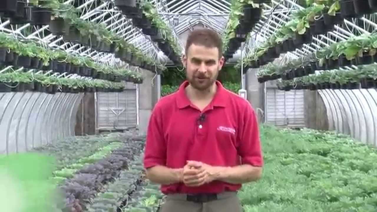 Kale and Cabbage for Fall