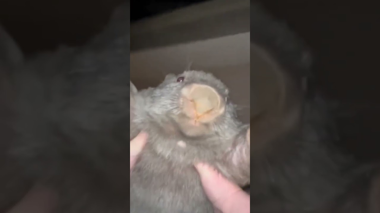Spin around the Bobr (beaver)
