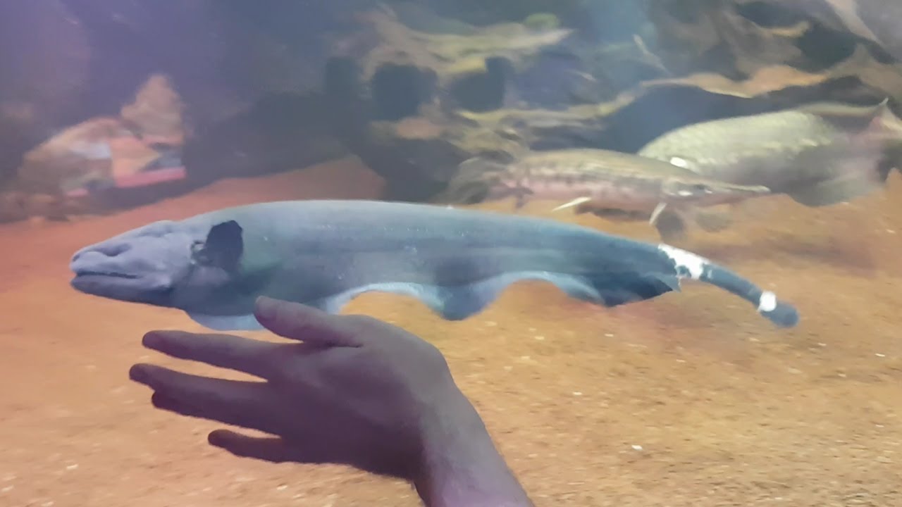 Feeding HUGE (18 inch) Black Ghost Knifefish and 2ft Fire Eel