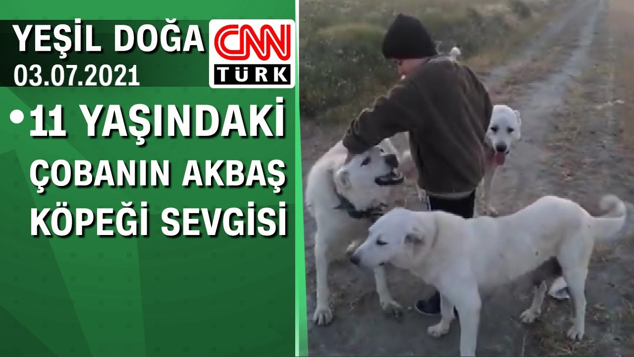 11 yaşındaki çobanın Akbaş köpeği sevgisi - Yeşil Doğa 03.07.2021 Cumartesi