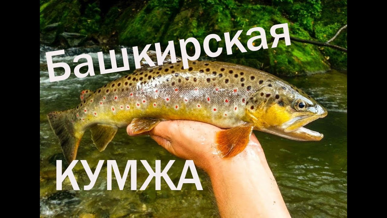 ✔ Забытые реки #8 Форель в Башкирии