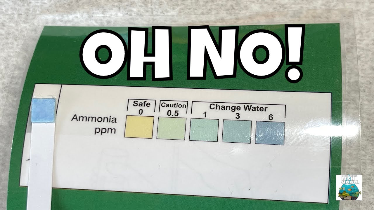 What to do when you have have an ammonia spike?