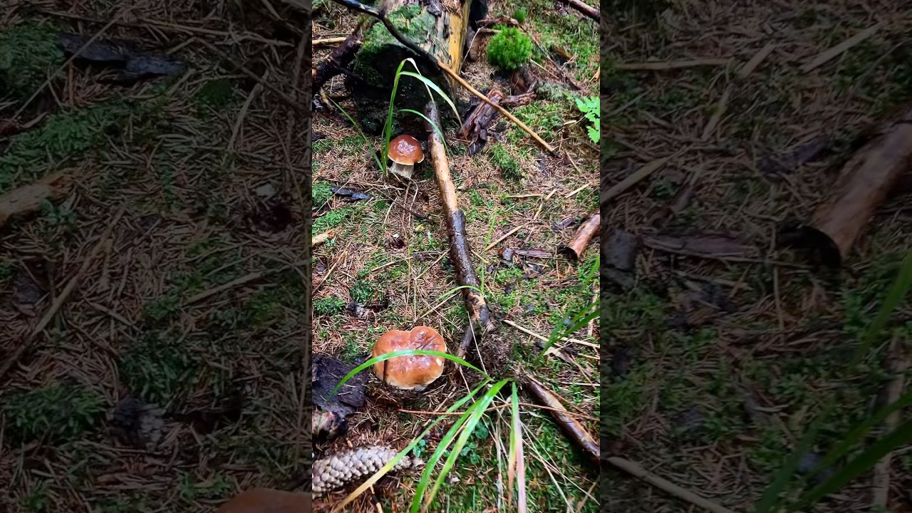 Houby 2025 - n&aacute;dhern&eacute; hřibov&eacute; m&iacute;sto #houby #mushroom #asmr #grzyby #pilze #porcini #fungi #nature