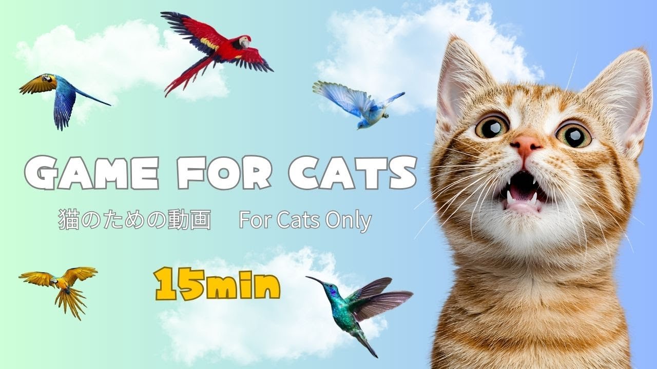 Vol.2For Cats Only 🐦 Real Flying Birds (15min Cat Game Video)猫専用｜リアルな鳥が飛ぶ映像 15分
