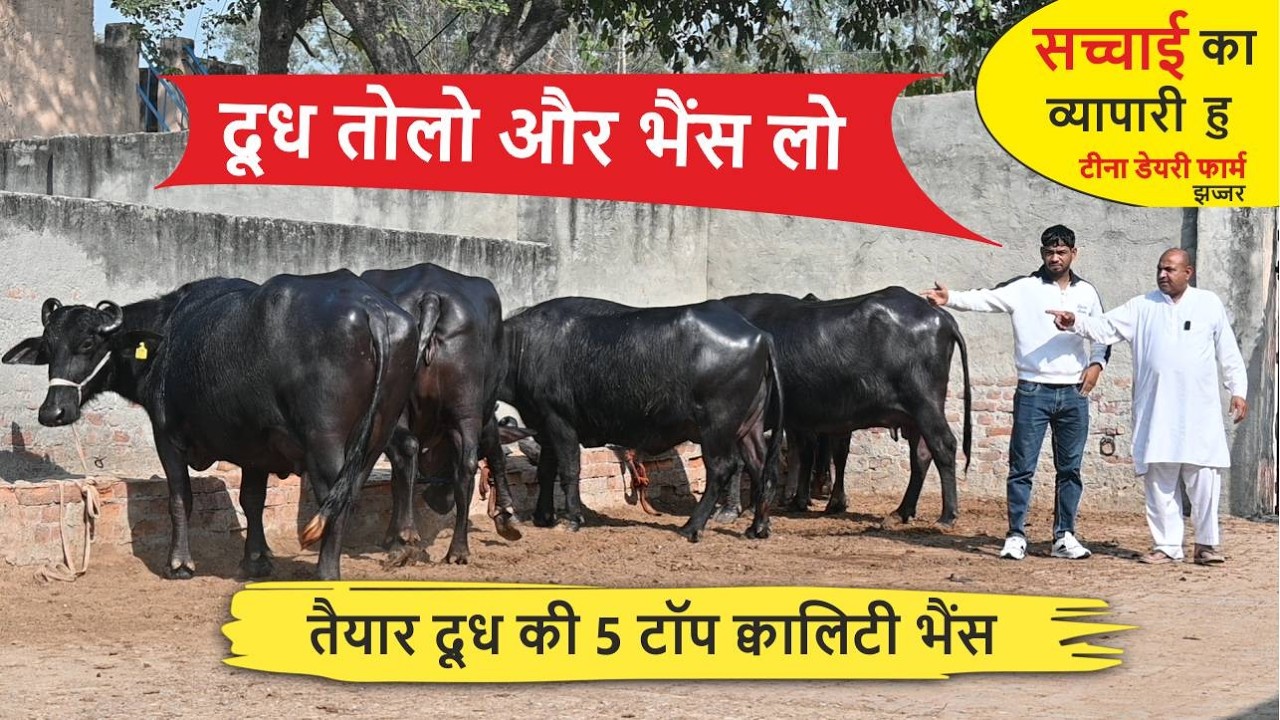 तैयार दूध की 5 टॉप क्वालिटी भैंस - दूध तोलो और भैंस लो || TINAA DAIRY FARM, JHAJJAR