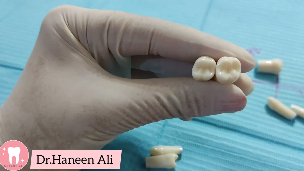 teeth identification quiz |كيف تتعرف على ، الأسنان من كافة الاتجاهات ، اختبر معلوماتك معي