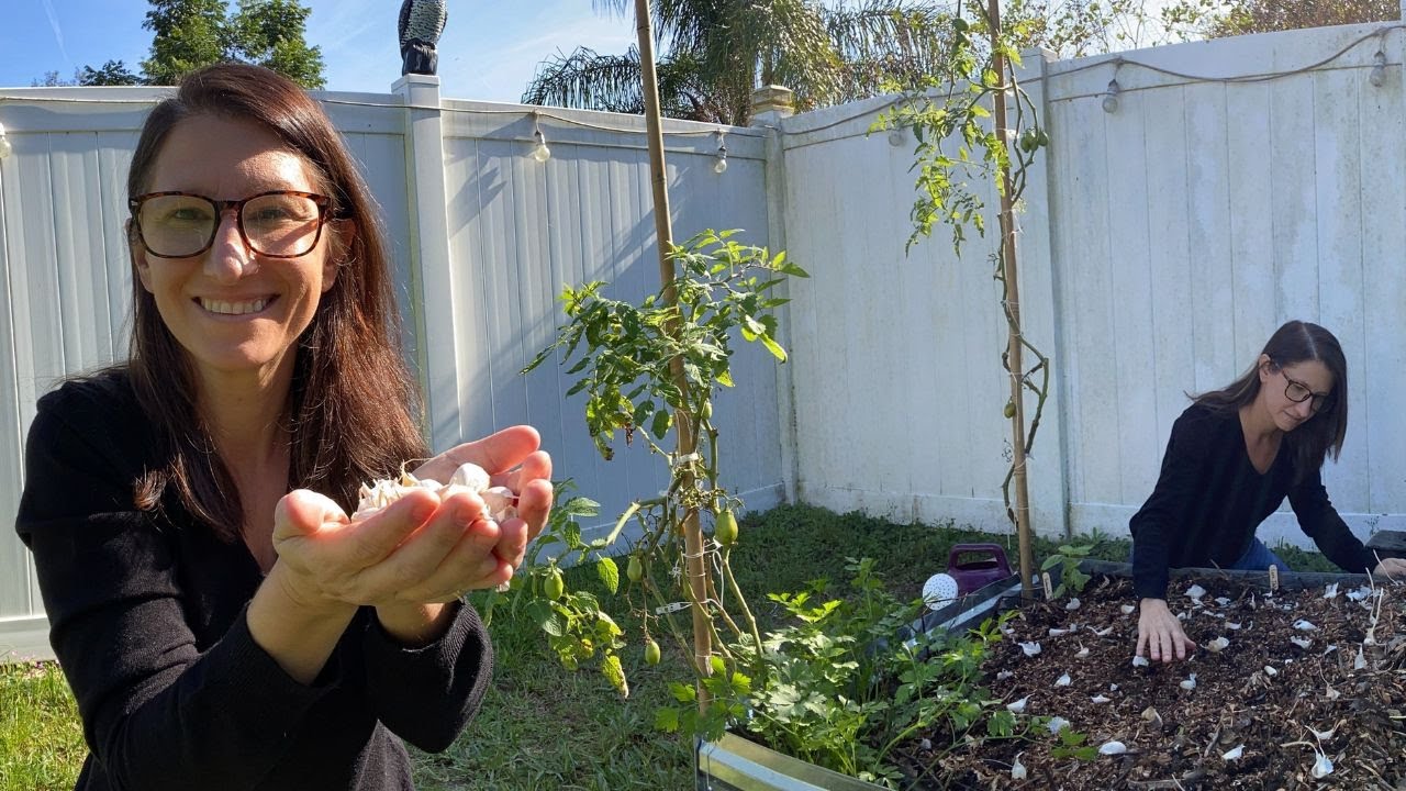 Hot and Spicy: Growing Garlic in Warm Climates Made Easy with These Proven Tips
