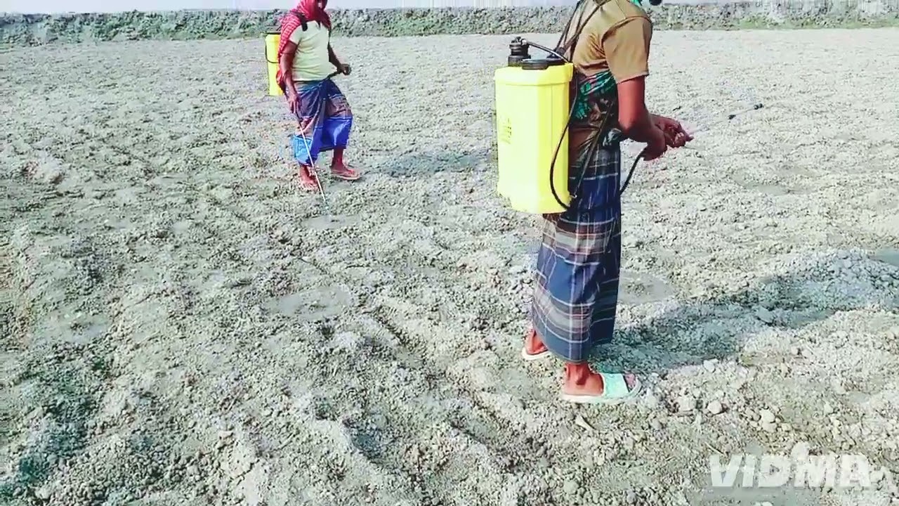 তরমুজের চারায় ঔষধ  দেয়া হচ্ছে 🌱🌱