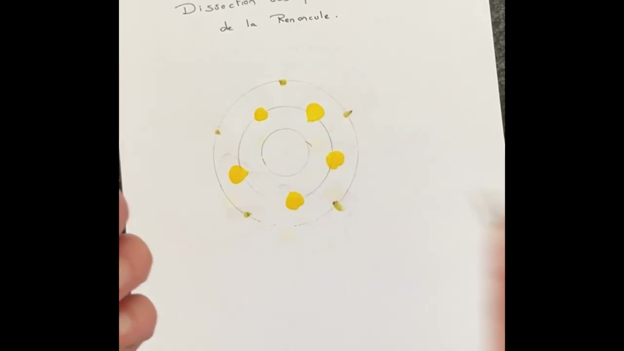 Dissection florale