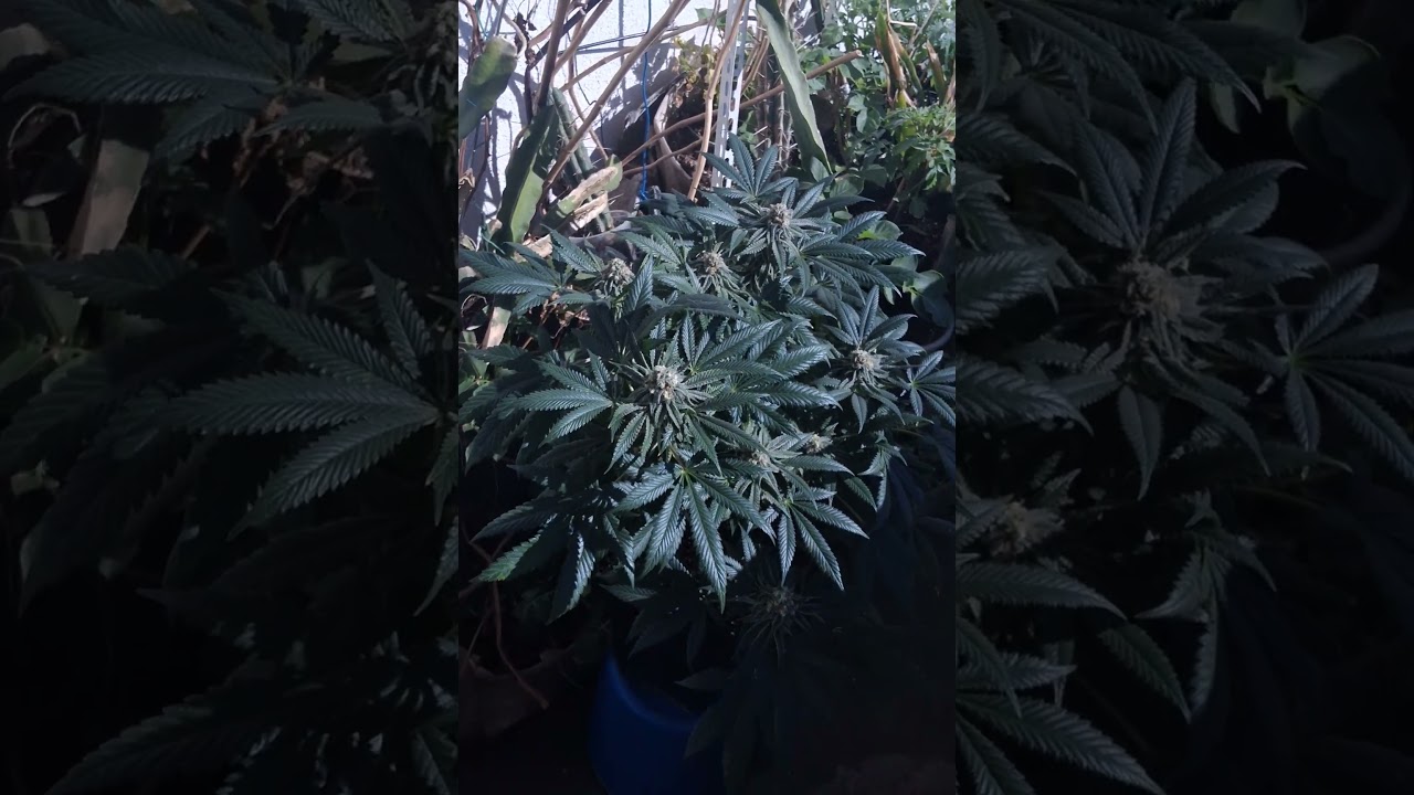 #garypayton &times; #PurplePunch by #Ripperseeds