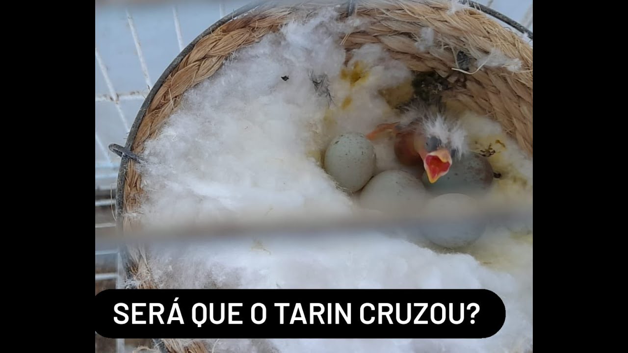 Participe da Rifa...Tarin Cruzando...Pintassilgo Cruzando...Novos Filhotes...