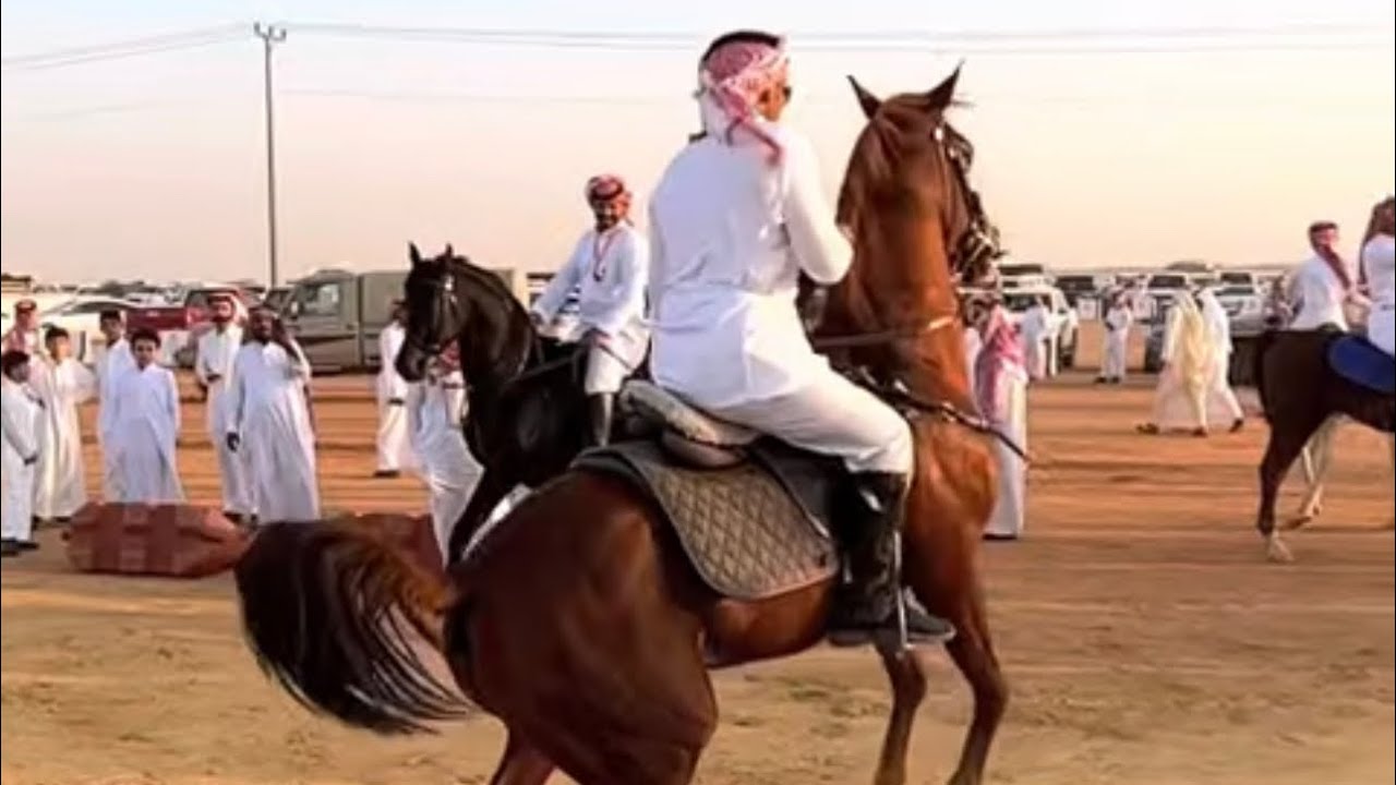 مهرجان مزاين البل في تربة بمنطقة حائل لعام ١٤٤٤