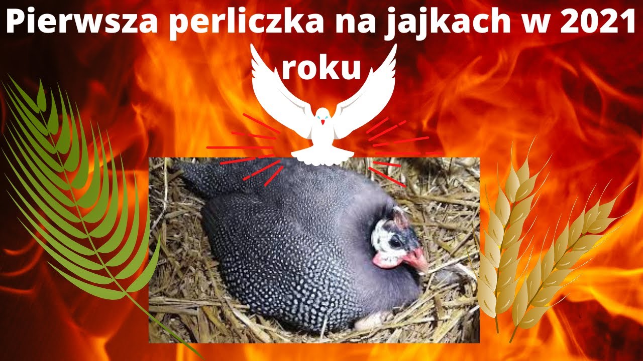 Pierwsza perliczka na jajkach w 2021 roku