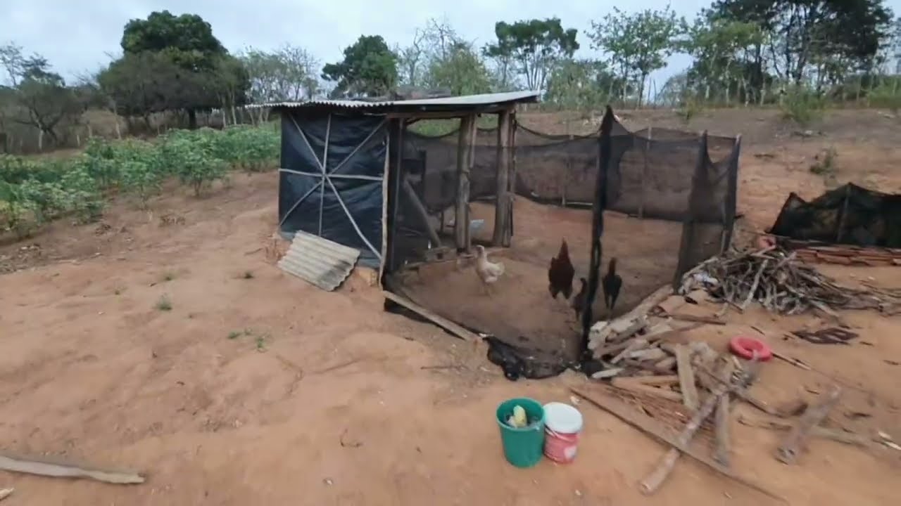 ENCONTREI A GALINHA 🐔 QUE TINHA DESAPARECIDO 