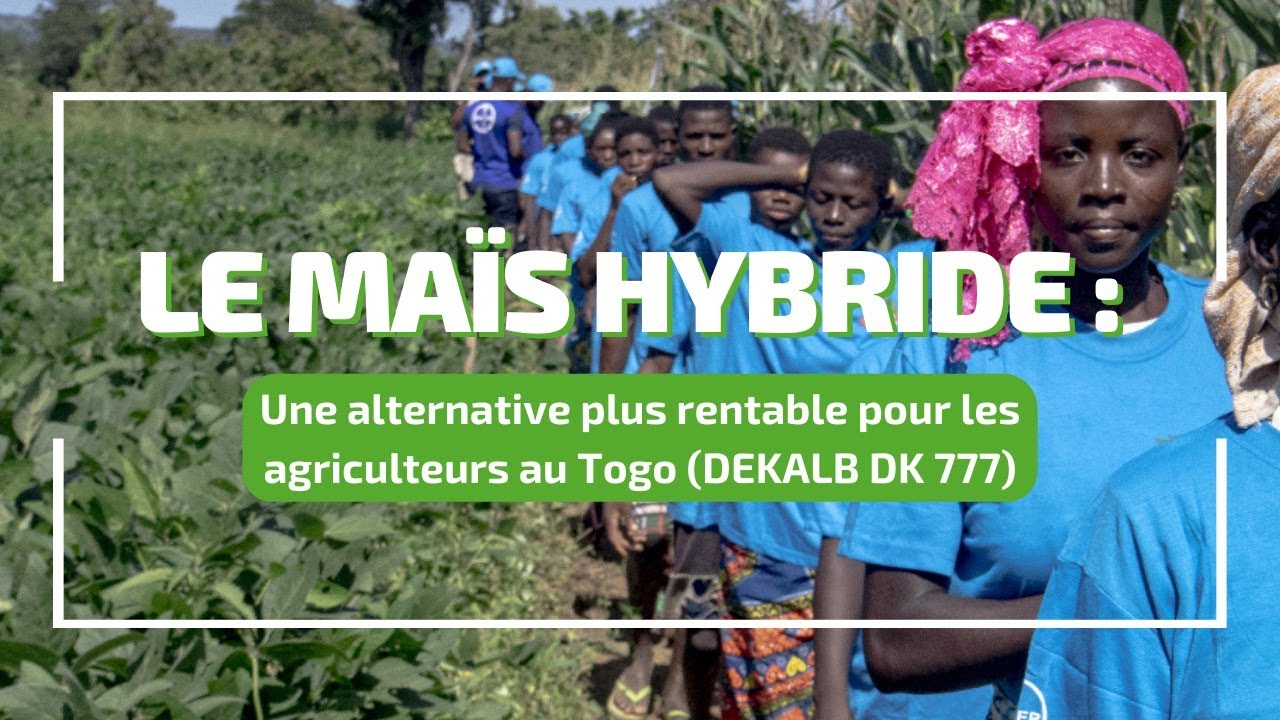 L'avenir prometteur du maïs au Togo avec l’hybride DEKALB DK 777 (partenariat STIEA et BAYER)