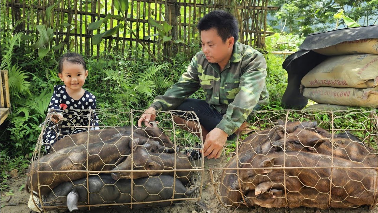 Video Full:Harvest Long Beans,Sweat Potapo,Jackfruit,Piglets,Goes market sell-Garden,corn planting.