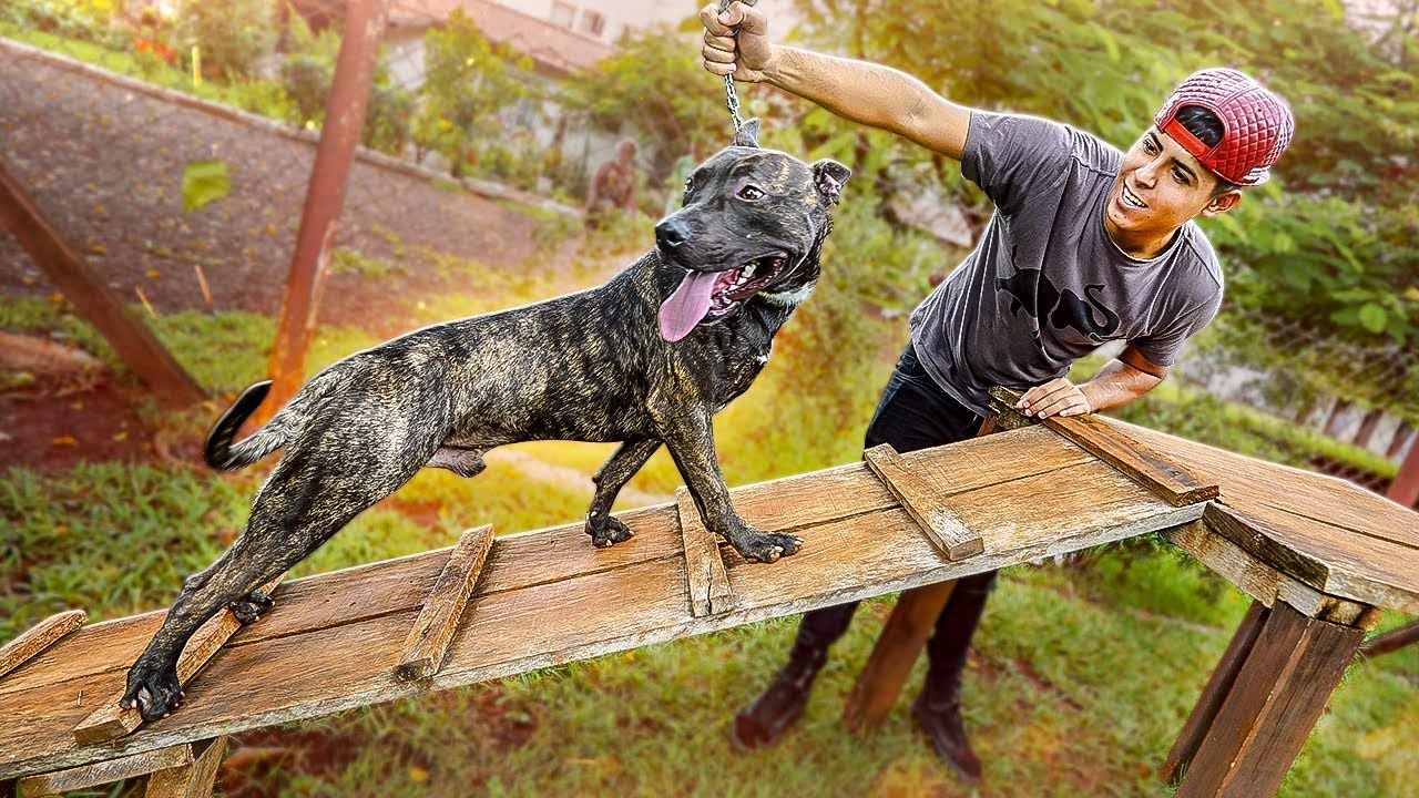 VOLTAMOS A TREINAR MEU CACHORRO !