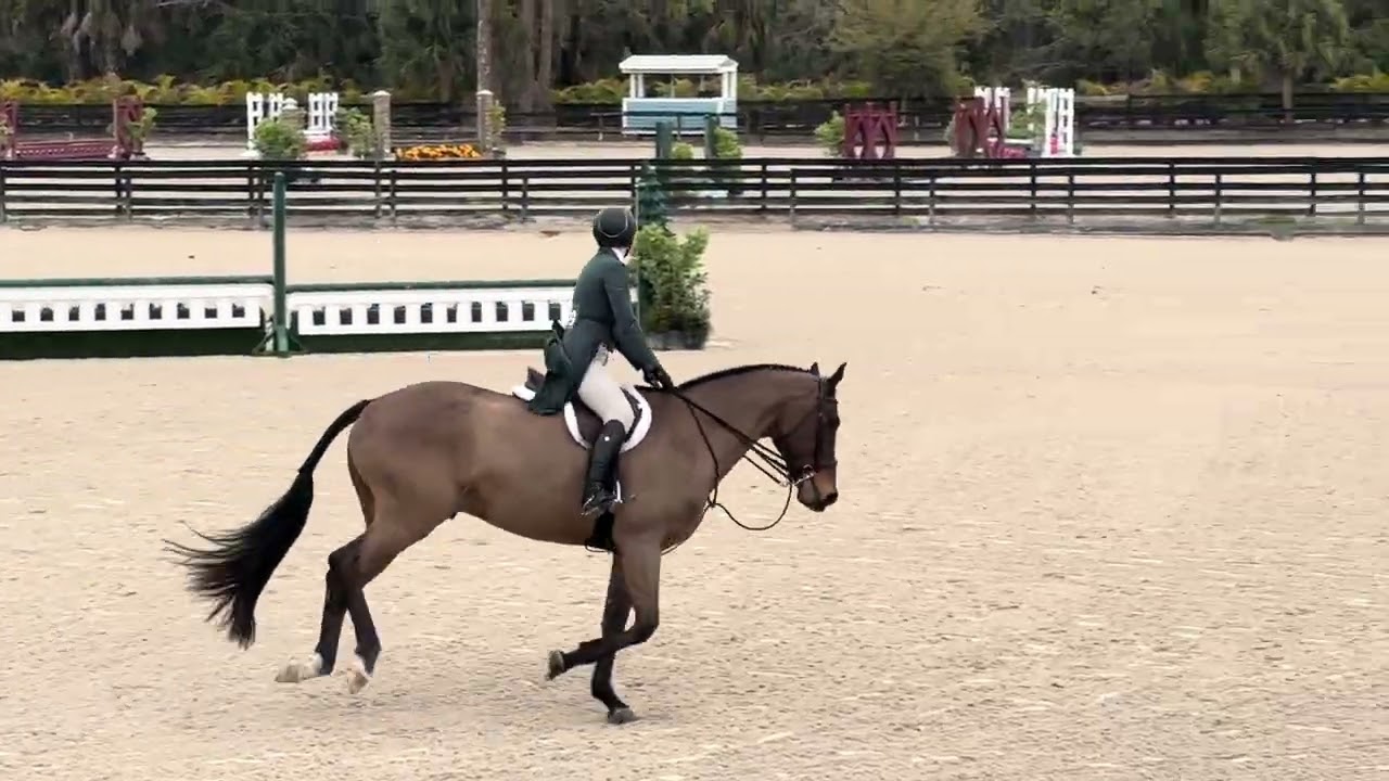 Ginkgo CSH - Venice Equestrian Tour VII - 2’6”/2’9” National Derby 