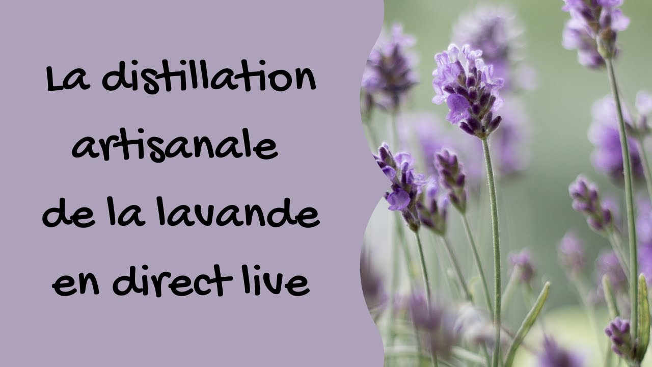 La distillation artisanale de la lavande en direct live