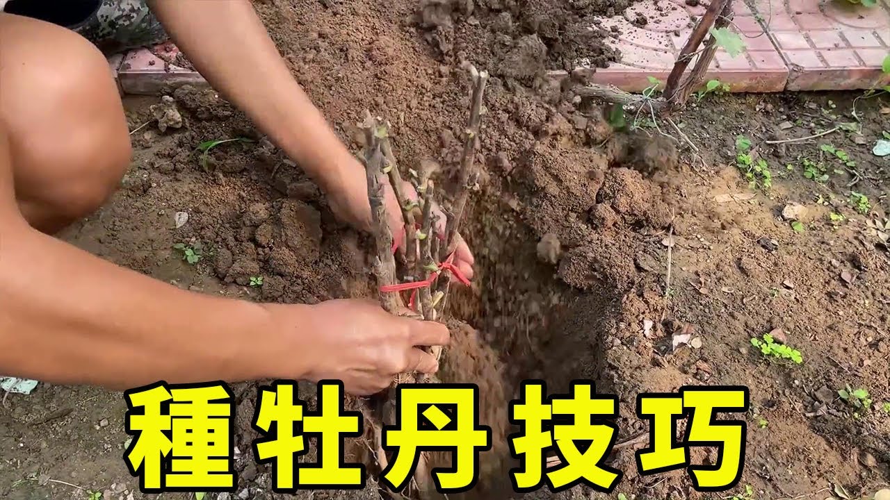 秋季種牡丹，千萬別&ldquo;著急&rdquo;，早了難養活，晚了才靠譜【養花匠小齊】