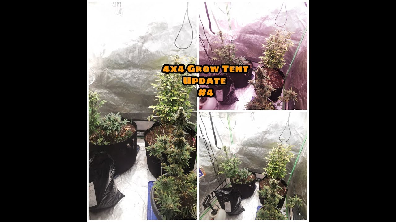 4x4 Grow Update #3 - Spiderfarmer & Mars Hydro LEDs