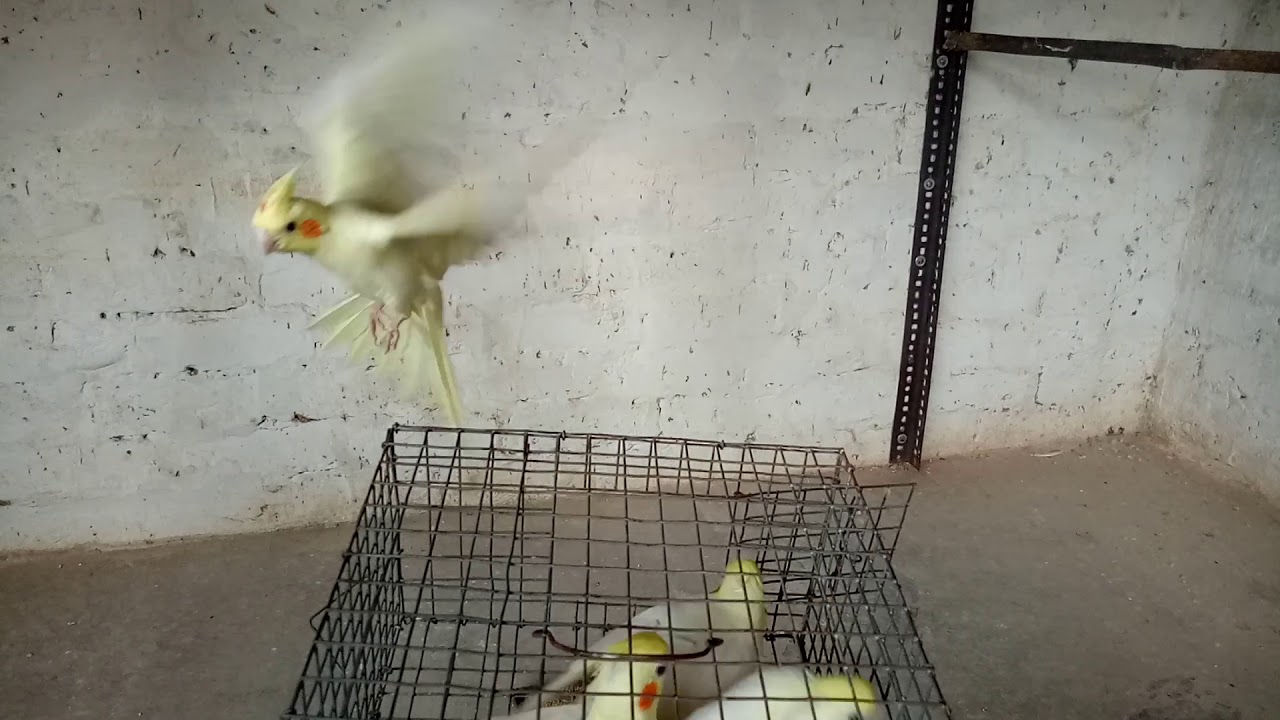 Cockatiel new entry & ysc conour progress.😊