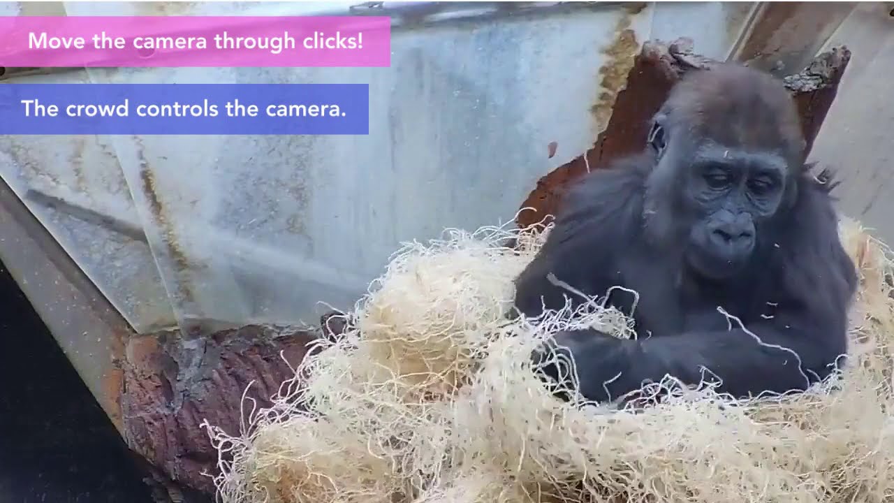 Bringing the Toronto Zoo to you LIVE with #ZooLife, every day on Twitch!