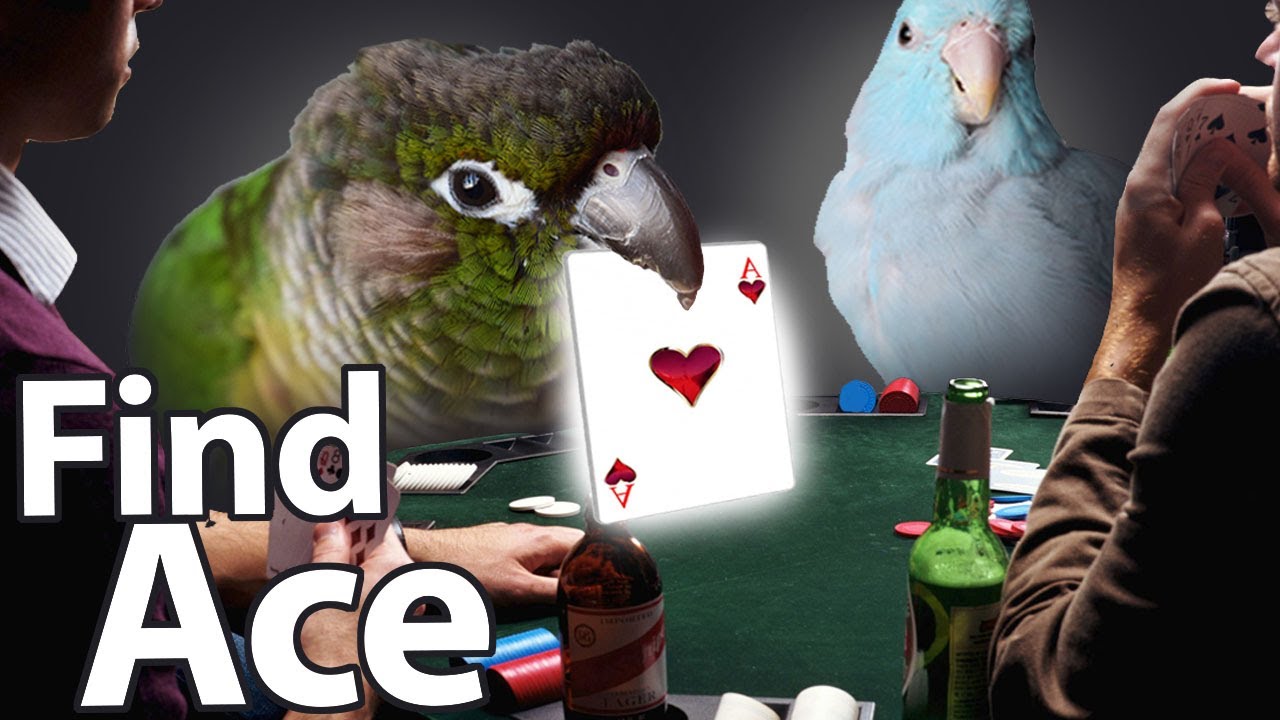 Find the Ace | Training Tutorial