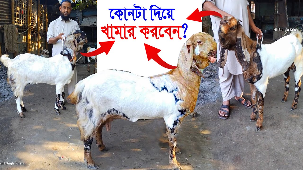 শুধু কি এই ধরনের ছাগল লালন পালন করে লাভ করা যায়? | ছাগলের খামারে লাভ করতে আসলে কি কি প্রয়োজন