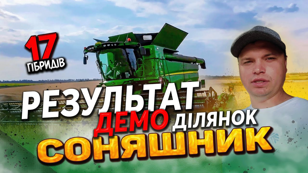 Соняшник в Харківській області 2024.