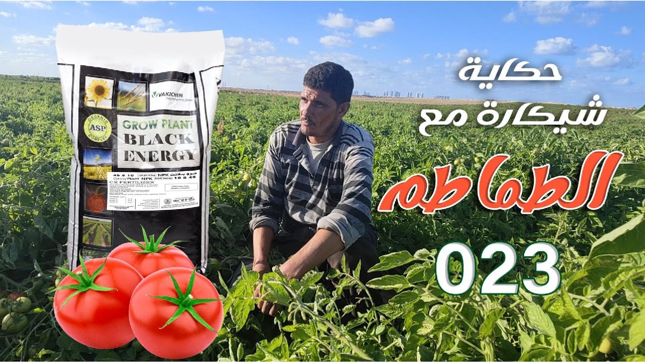 حكاية شيكارة مع الطماطم 023   يحكى تفاصيلها أحد مزارعى العلمين