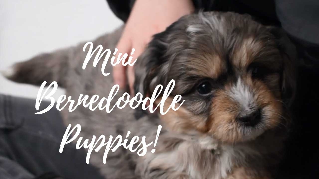 Mini Bernedoodle Puppies!
