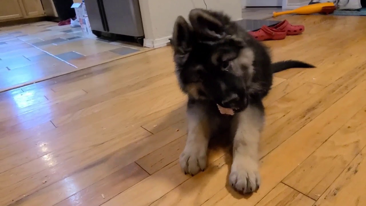 Can Pups Eat Raw Bone? 10 Week Old German Shepherd Eats Raw Chicken | Ayers Legends