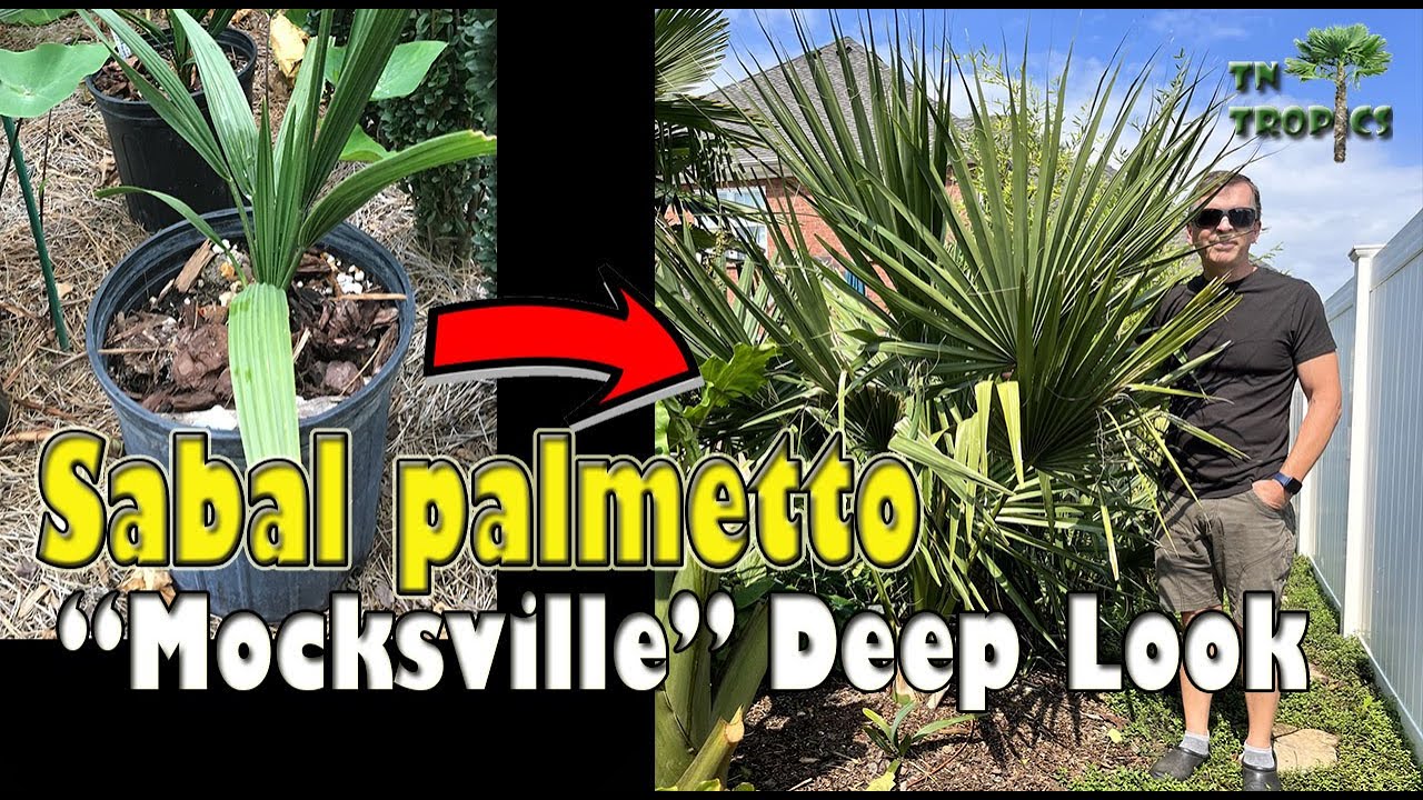 Sabal palmetto 