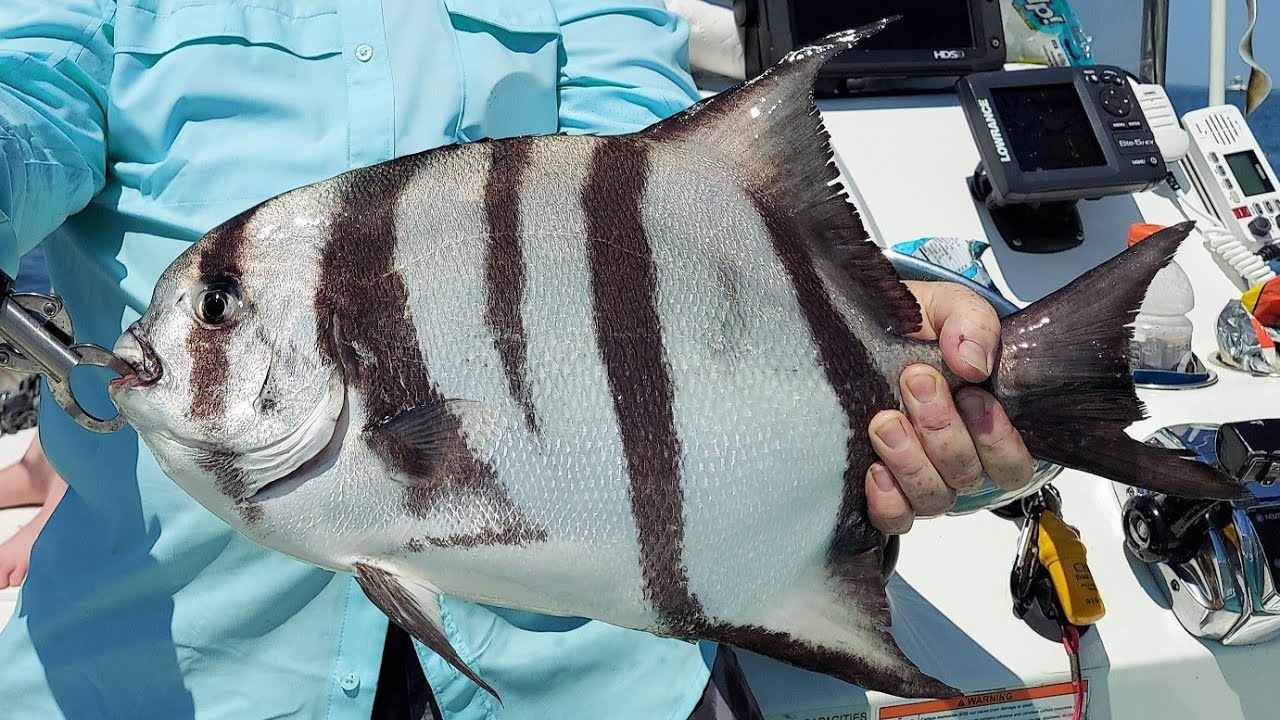 Chesapeake Bay Fishing the Eastern Shore / CBBT for Flounder and Spadefish (July)