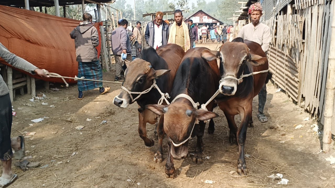 Bangladesh Wholesale Cattle Market 2026 | Biggest Cow Haat | Desi Cow Trade