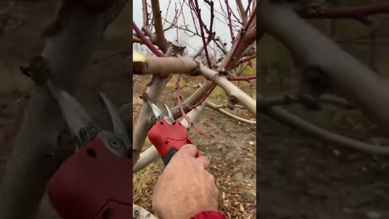 Ծառերի էտ Դեղձենի մաս 4