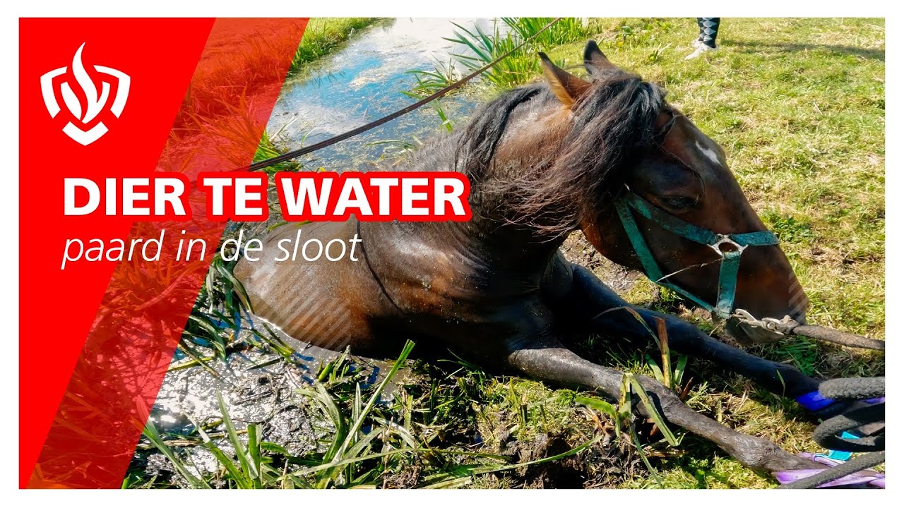 Prio 2: Dier te water - paard in de sloot | Brandweer Haastrecht
