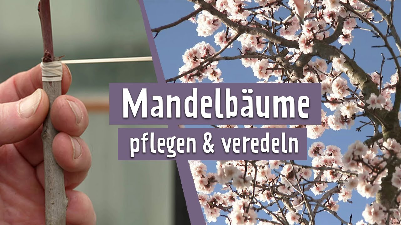 So gedeiht ein Mandelbaum im Garten | MDR Garten
