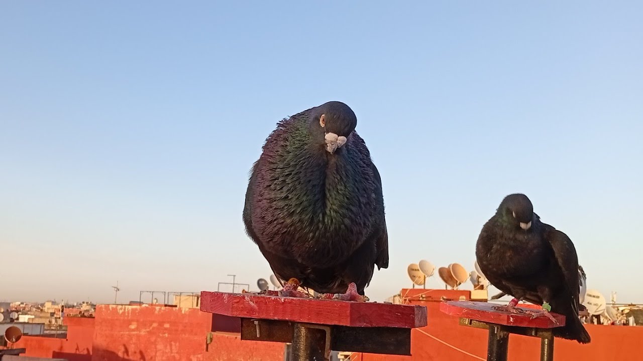 #تربية_الحمام #السيفيانوس ✅#👑💪💓👍👍#birds #pigeons #المغرب #💯💯