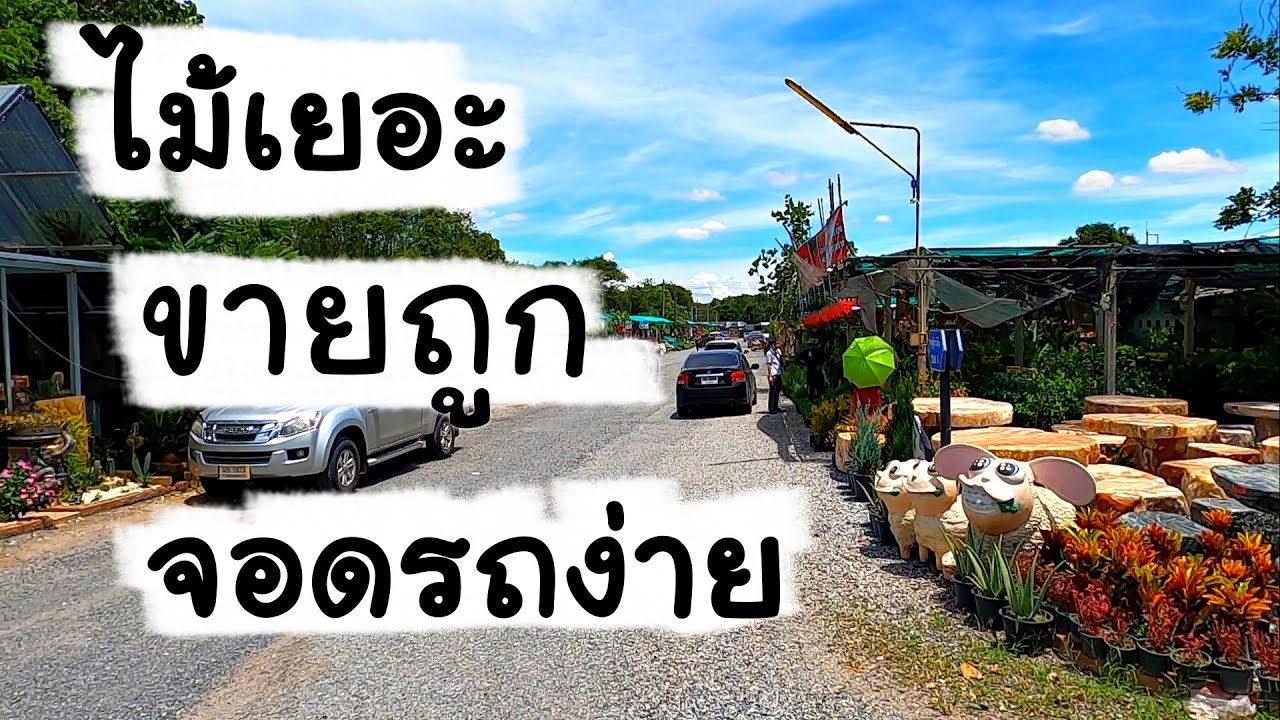 ตลาดต้นไม้โคกกรวด เมืองโคราช ขายถูก ไม้เยอะ จอดรถง่าย